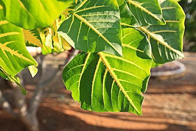 科隆游戏展各奖项评选结果出炉 《小小梦魇3》获最佳